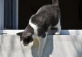 Black and white cat climbs out the window down