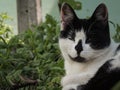 Black and white cat closeup Royalty Free Stock Photo