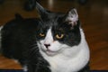 Black and white cat closeup, laying on the floor Royalty Free Stock Photo