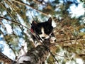Black and white cat is coming down from the tree top. Royalty Free Stock Photo