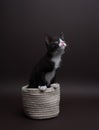 Black and white cat coming out of her small warm basket. Studio photography. Royalty Free Stock Photo