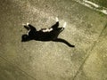 Black & white cat on a concrete driveway Royalty Free Stock Photo