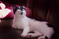 Black and white cat. Royalty Free Stock Photo