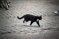 A black and white cat crossing a cobblestone street Royalty Free Stock Photo