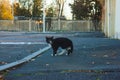 A black and white cat crossing the road Royalty Free Stock Photo