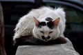 black and white cat, curled up in a ball, lies on the concrete with narrowed eyes Royalty Free Stock Photo