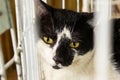 Animal on display at an adoption fair in Goiania. Royalty Free Stock Photo