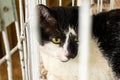 Animal on display at an adoption fair in Goiania. Royalty Free Stock Photo