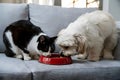 Black and white cat and white dog eating together inside Royalty Free Stock Photo