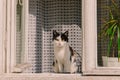 Black and white cat domestic pet on window sill outside photography foreshortening from street Royalty Free Stock Photo