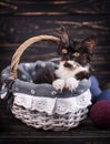 Black and white cat in the drawer. Side view Royalty Free Stock Photo