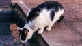 Black and White Cat Drinking Water by the Pool Royalty Free Stock Photo