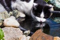 A black and white cat drinks water from black plastic pond Royalty Free Stock Photo