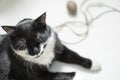 black and white cat and easter eggs Royalty Free Stock Photo