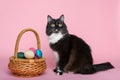 Black and white cat and easter eggs in wicker basket Royalty Free Stock Photo