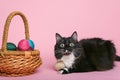 Black and white cat and easter eggs in wicker basket Royalty Free Stock Photo