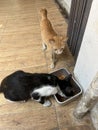 Black and white stray cat eating dry food with ginger kitten watching