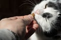 Black and white cat eating with hands dry crisp food