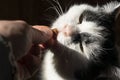 Black and white cat eating with hands dry crisp food