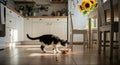 Black And White Cat Eating In A Sunny Kitchen Royalty Free Stock Photo