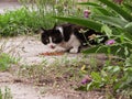 Black and white cat eats dry food Royalty Free Stock Photo