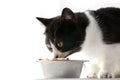 A black and white cat eats or sniffs food in an iron bowl Royalty Free Stock Photo