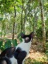 Black and white cat enjoy beauty of nature