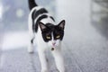 Black & White cat Royalty Free Stock Photo