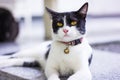 Black & White cat Royalty Free Stock Photo