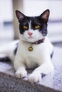 Black & White cat Royalty Free Stock Photo