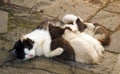 Black and white cat feeding kittens Royalty Free Stock Photo