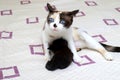 A black and white cat feeds black small newborn kitten. A nursing cat and her cub, few days old, beautiful short-haired cat