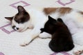 A black and white cat feeds black small newborn kitten. A nursing cat and her cub, few days old, beautiful short-haired cat