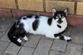 A black and white cat female