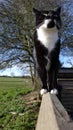 Black and white cat on a fence in countryside Royalty Free Stock Photo