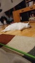 Black and white cat flopped on floor