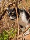 The black and white cat in the forest. Royalty Free Stock Photo