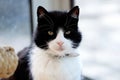Black And White Cat In Front Of The Window Royalty Free Stock Photo