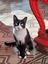 Black and white cat. Funny expression. Royalty Free Stock Photo