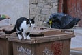 Black and white cat on garbage container