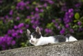 Black and white cat in the garden with purple flowers. Royalty Free Stock Photo