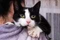 Black and white cat on girl`s shoulder Royalty Free Stock Photo