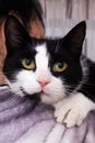 Black and white cat on a girl's shoulder Royalty Free Stock Photo