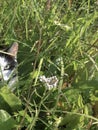 Black and white cat in the grass close-up, vertical image