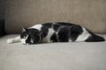 A black and white cat with green eyes lying on his back on a sofa and staring at the camera Royalty Free Stock Photo