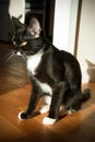 Black and white cat with green eyes sitting in the sun