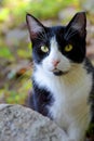 Black and White Cat in Green Forest Royalty Free Stock Photo