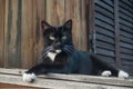 black and white cat in Height watching you Royalty Free Stock Photo