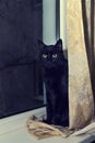 Black cat on a windowsill behind the curtain.
