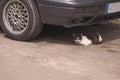 Black and white cat hiding from the sun in the shadow of the machine concept danger